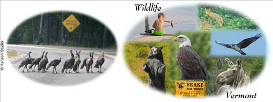 Vermont Wildlife Collage